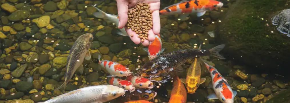 DYQ30273 AQUACULTURE FEED AND NUTRITION
