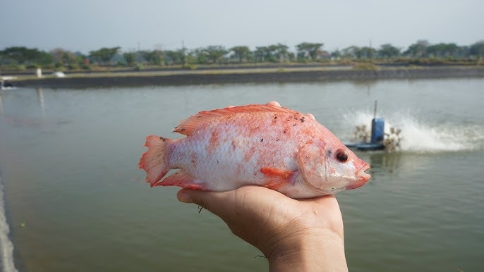 DYQ30283 BREEDING AND FRY MANAGEMENT