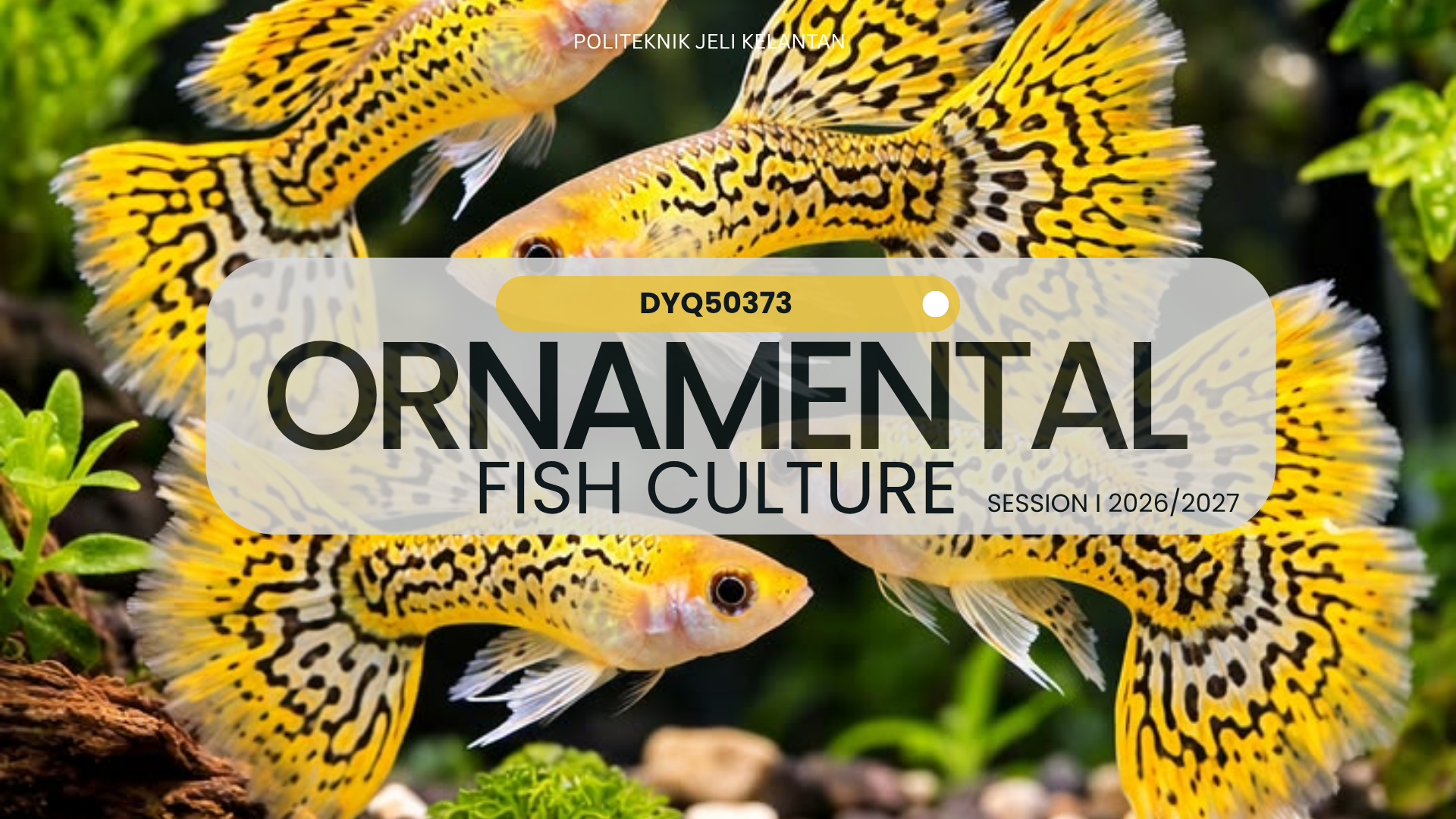 DYQ50373 ORNAMENTAL FISH CULTURE